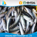 Seafrozen nueva producción bqf anchoa